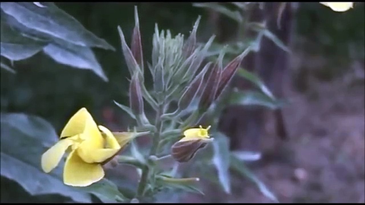 azaan flower