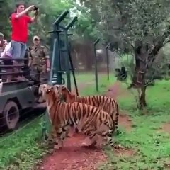 A Flesh Reserved only for Jumping tiger $