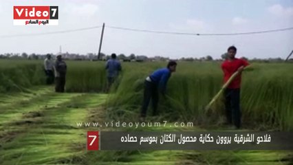 فلاحو الشرقية يروون حكاية محصول الكتان بموسم حصاده