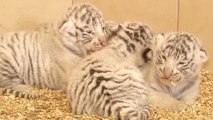 Rare White Tigers Born In Polish Zoo