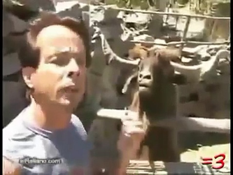 Gülmek Garanti. en komik video- keçinin inadı