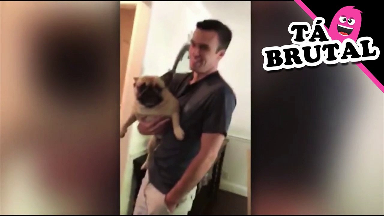 Bulldog Francês fica possuído quando não o deixam ir à rua