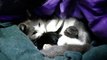 Stray Gives Birth To Kittens In Man's Garage