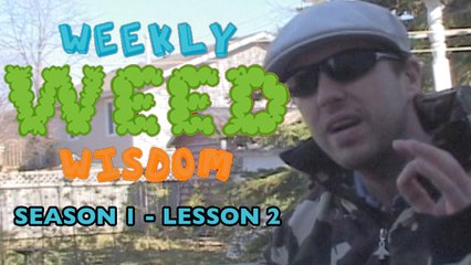 WEEKLY WEED WISDOM LESSON #2: Chronic Depression