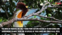 1 MINUTE FACTS - Birds of Paradise