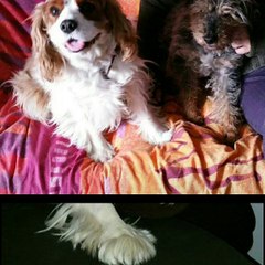 Joyeux anniversaire GAVROCHE !!!!