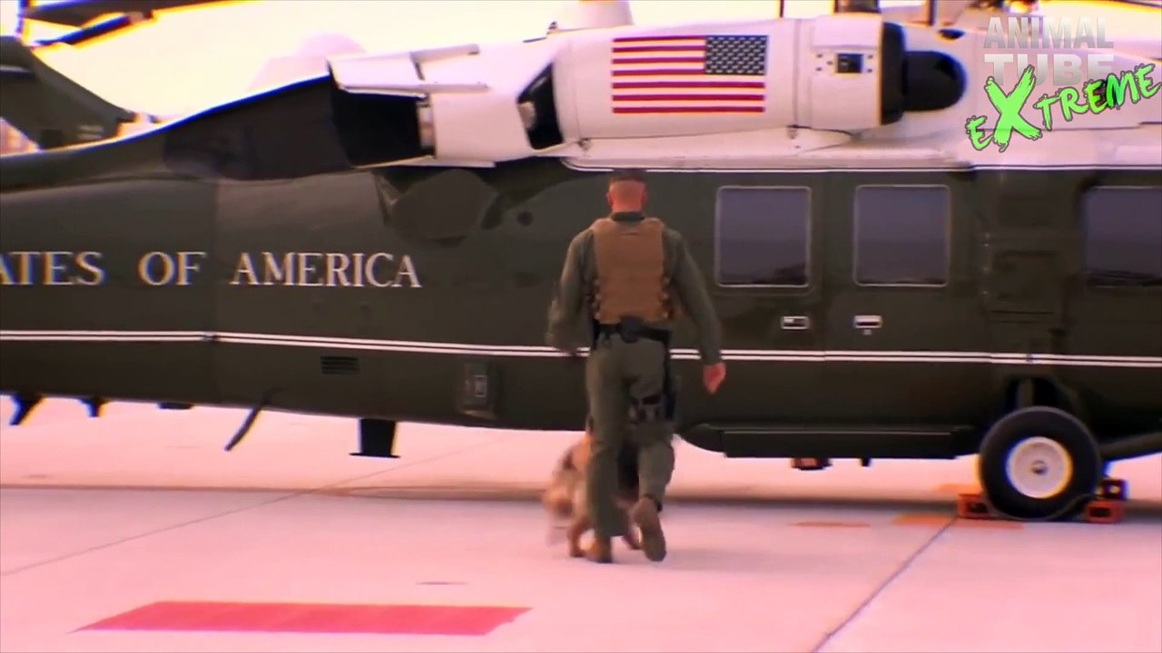 EXTREME TRAINED & DISCIPLINED GERMAN SHEPHERD DOGS