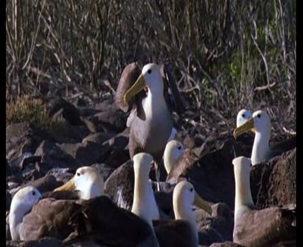 Documental Galápagos Islas de Fuego (3/3)