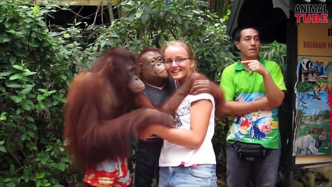 FUNNY MONKEY COMPILATION - TRY NOT TO LAUGH CHALLENGE