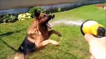GERMAN SHEPHERDS ARE AWESOME ★ AMAZING GSD COMPILATION