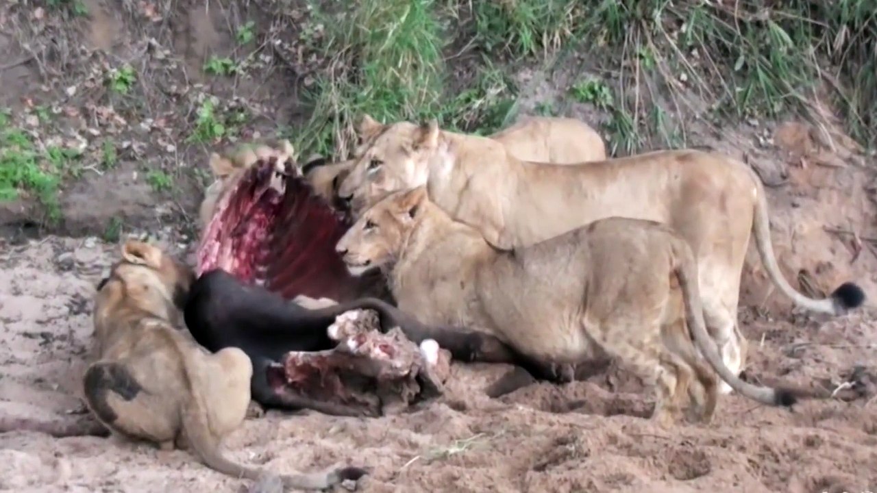 Male Lion attacks like a BOSS - Compilations