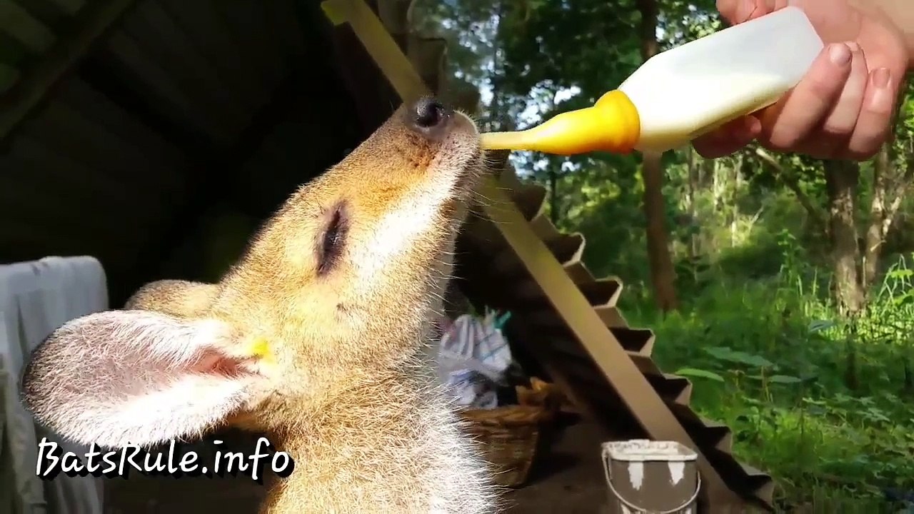Wallaby in care drinking milk
