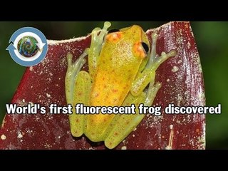 World's first fluorescent frog discovered