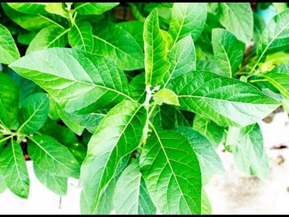 Cây mật gấu chữa bệnh gì/TẠP CHÍ ĐÔNG Y