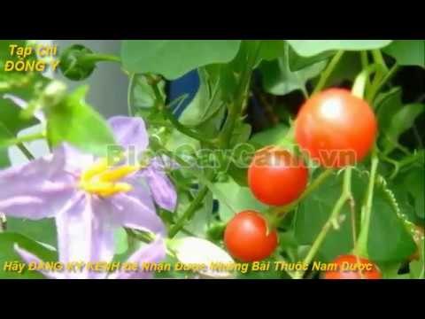 Công Dụng và Cách Điều Trị Bệnh Của Cây Cà Gai Leo vs Tạp Chí Đông Y