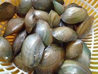 Chữa Bệnh Huyết Áp Cao Bằng Món Cháo Trai Sông vs Tạp Chí Đông Y