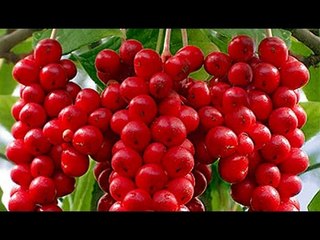 Bài Thuốc Ngũ Vị Tử An Thần Bổ Thận vs Tạp Chí Đông Y