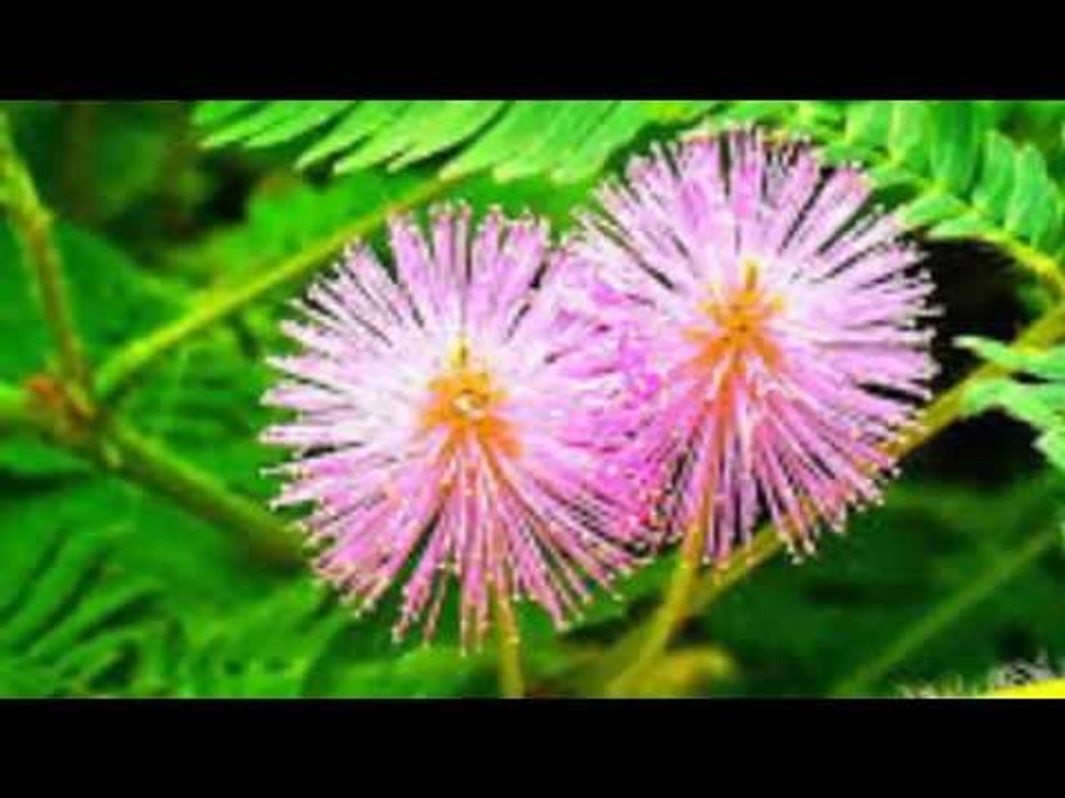 Chữa Bệnh Đau Xương Khớp Bằng Cây Trinh Nữ ( Cây Xấu Hổ ) vs Sức Khỏe với Đông Y