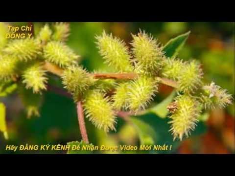 Chữa Viêm Mũi Dị Ứng Cực Kì Hiệu Quả Từ Cây Ké Đầu Ngựa vs Tạp Chí Đông Y