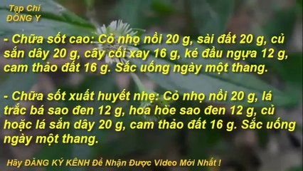 Cây Nhọ Nồi và Các Bài Thuốc Chữa Bệnh Cực Hay vs Tạp Chí Đông Y