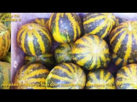 12 bài thuốc chữa BÁCH BỆNH cực hiệu quả từ dưa bở vs Sức Khỏe với Đông Y