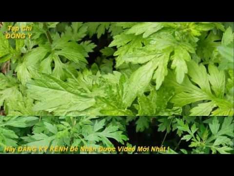 Các Bài Thuốc và Tác Dụng Trị Bệnh Của Cây Ngải Cứu vs Tạp Chí Đông Y