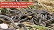 Male garter snakes live shorter because of three-week orgy _2017