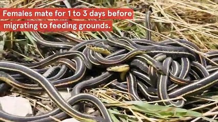 Male garter snakes live shorter because of three-week orgy _2017