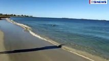 Dog and dolphin play together at Western Australia beach _2017