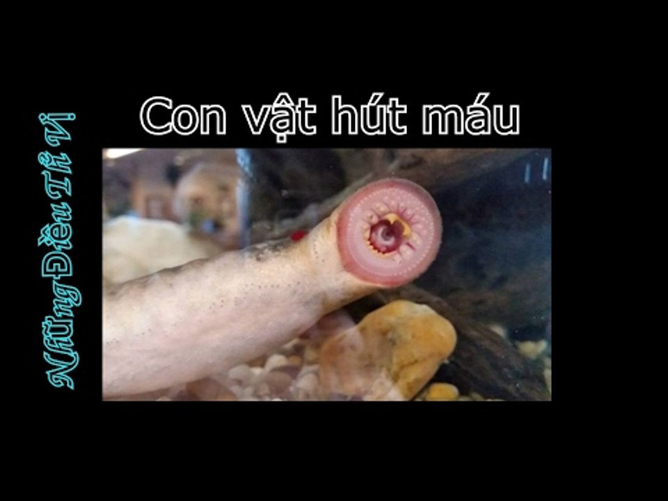 Những Điều Thú Vị - NHỮNG CON VẬT HÚT MÁU GHÊ NHẤT HÀNH TINH