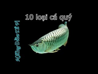 Những loại cá quý nhất Việt Nam - Những Điều Thú Vị