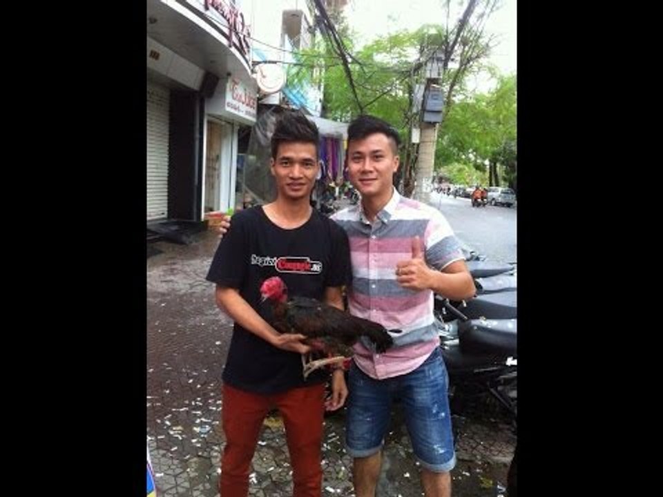 Thần kê Bịp Gỗ A đây rồi vị cứu Tinh