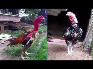 Xuất hiện chiến kê mạnh hơn Xám Thần