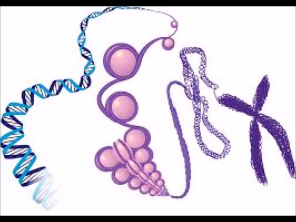 Epigenetics:How you live can turn on and off certain Genes