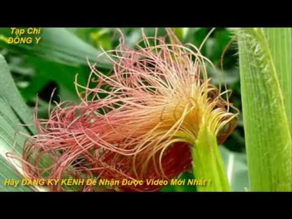 Các Bài Thuốc Chữa Bệnh Từ Râu Ngô vs Tạp Chí Đông Y