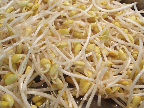 Tác Dụng Chữa Bệnh Cực Tốt Của GIÁ ĐỖ Trong Việc Chăm Sóc Sức Khỏe và Làm Đẹp vs Tạp Chí Đông Y