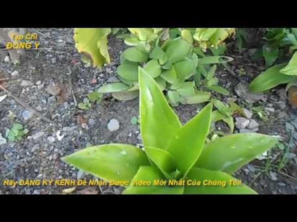 Mẹo dân gian Giải Rượu chỉ trong 10 phút dành cho người hay nhậu vs Sức Khỏe với Đông Y