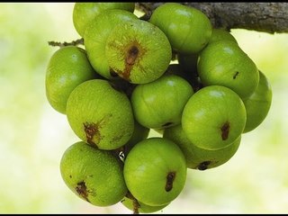 Đánh Tan Sỏi Mật Đơn Giản Từ Trái Sung vs Sức Khỏe với Đông Y