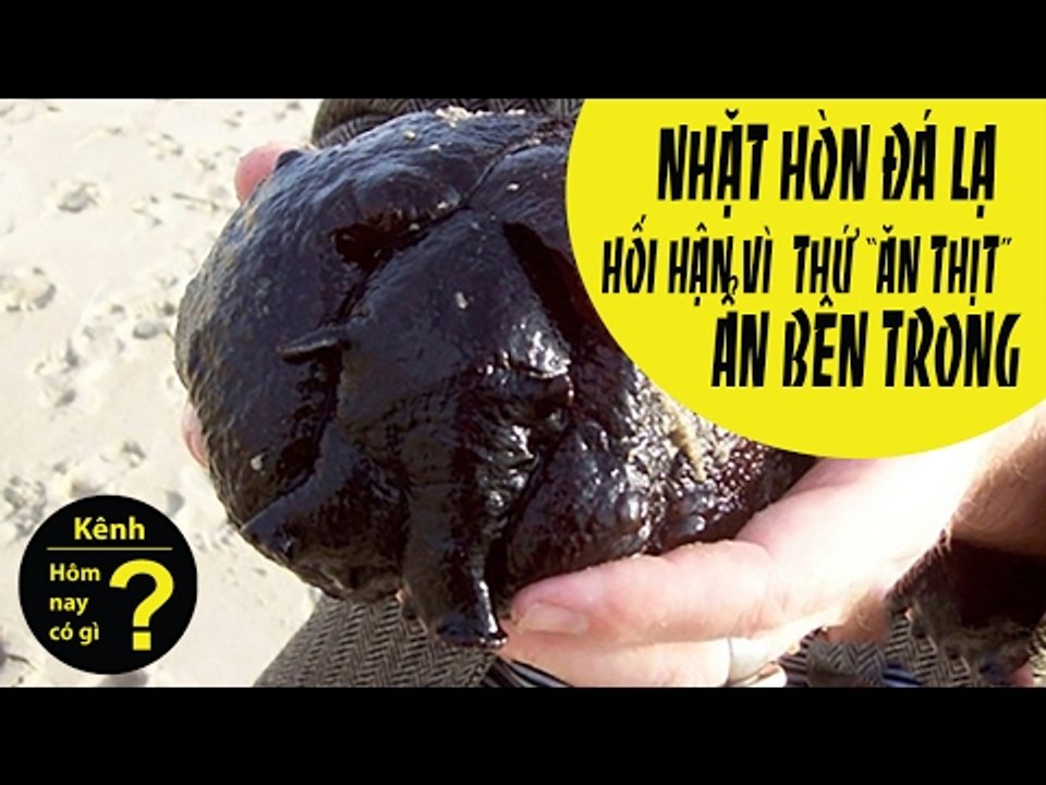 ✔ Hôm nay có gì? - Nhặt hòn đá thanh niên hối hận không kịp vì thứ "Ăn Thịt" này