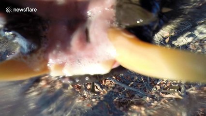 Lionesses picks up and plays with GoPro