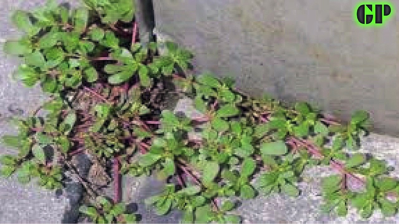 IF YOU SEE THIS ‘WEED,’ DON’T THROW IT AWAY. HERE’S WHY!