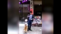 Ce chien jongle avec son ballon et ne veut plus s'arreter
