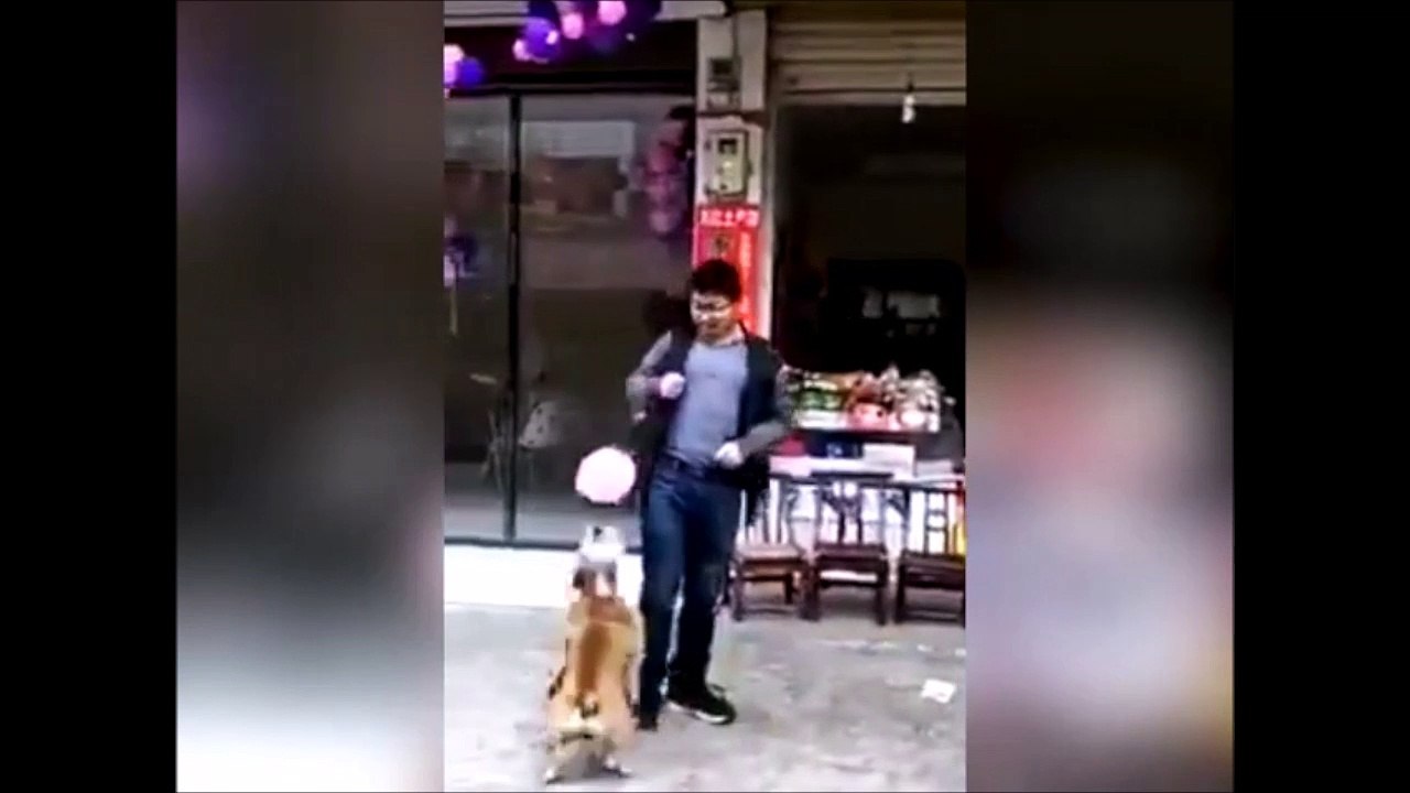 Ce chien jongle avec son ballon et ne veut plus s'arreter