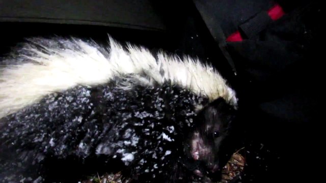 Quand tu retrouves un putois dans ta tente... Chaud le camping