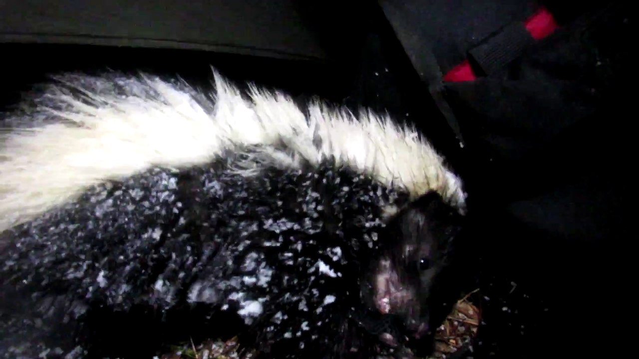 Quand tu retrouves un putois dans ta tente... Chaud le camping