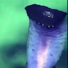 해외에이전시【【 SCB33 。CＯM『가입코드: 0004』】】해외사설사이트