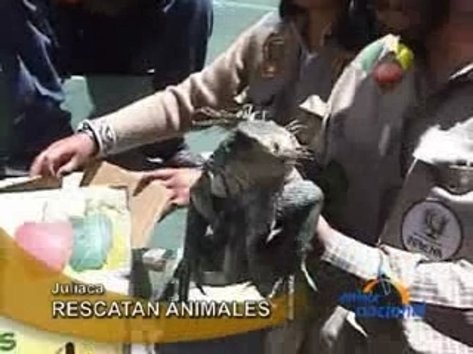 RESCATAN ANIMALES  - JULIACA