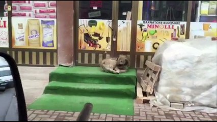 Malisheva ka nisur aksionin për trajtimin e qenve endacakë