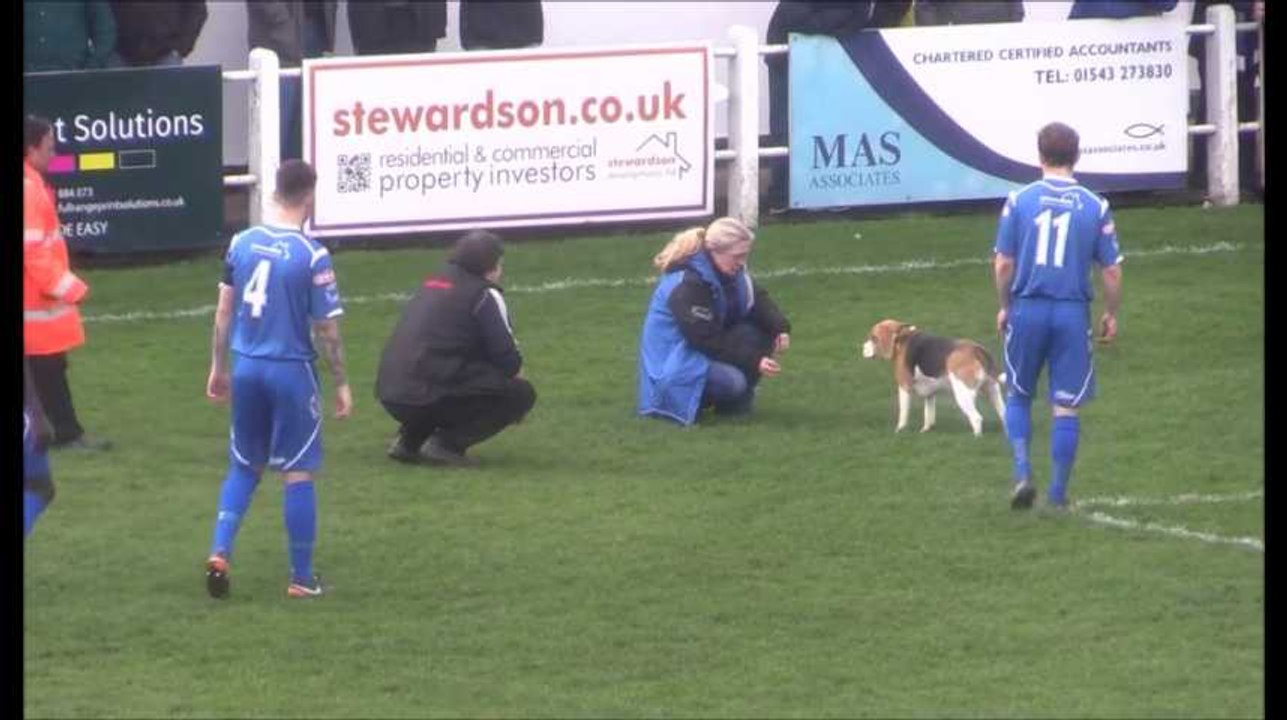 Un match interrompu à cause... d'un chien !