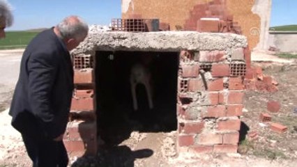 Pazar Arabasından Yürüteç Yapılan "Kostak"A Yardım Eli